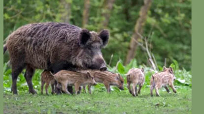 Dziki coraz bliżej domów w Wadowicach.